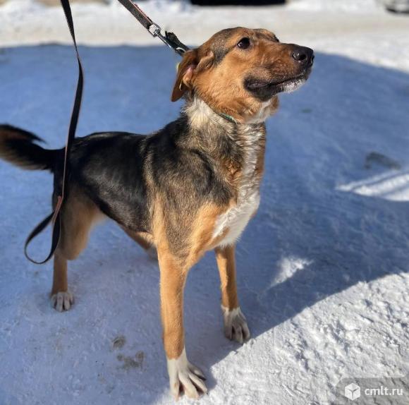 Собака Юла ищет дом. Фото 5.