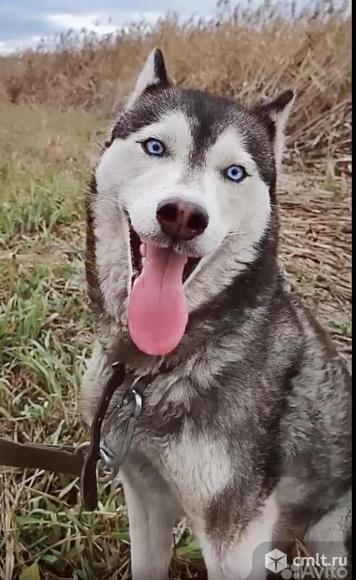 Собака Мышка ищет дом. Фото 4.