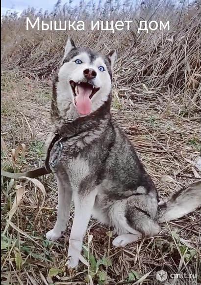 Собака Мышка ищет дом. Фото 1.