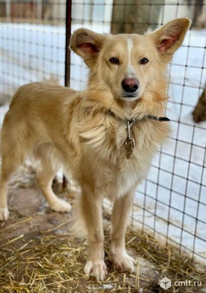 Молодой пес в добрые руки. Фото 1.