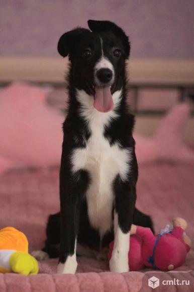 Щенок Арчи в добрые руки. Фото 1.