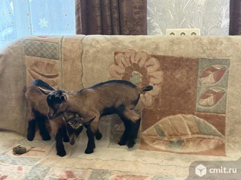Козлята чехи и помесные. Фото 1.