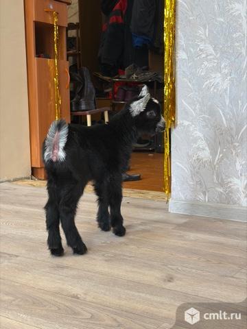 Козлята чехи и помесные. Фото 20.