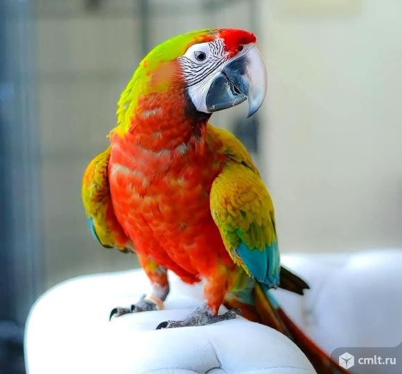 Гибрид ара Вэрдэ - птенцы. Фото 1.