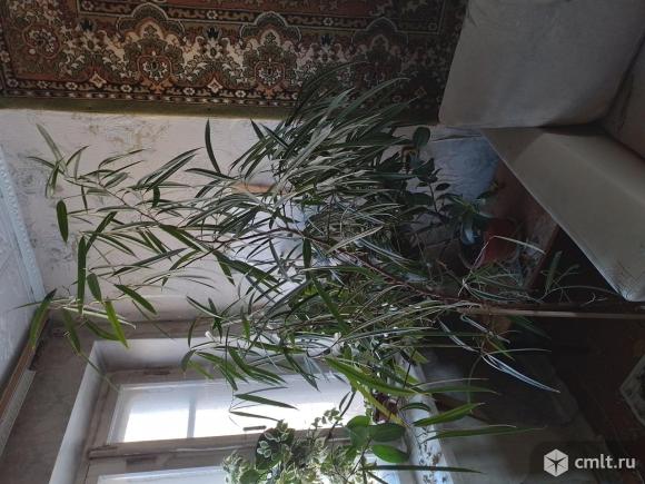 Благородный лавр, 2 м высотой.. Фото 1.