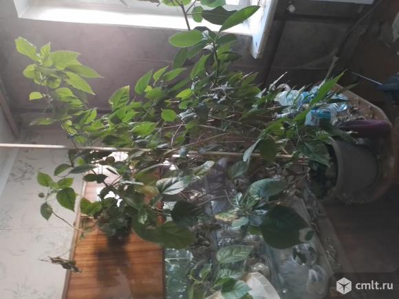 Гибискус китайский. Фото 1.