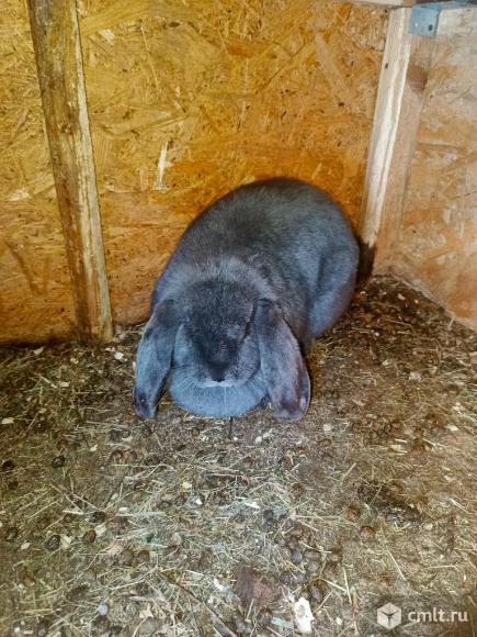 Кролиха французский баран. Фото 1.