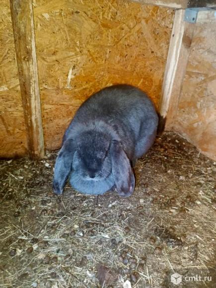 Кролиха французский баран. Фото 2.