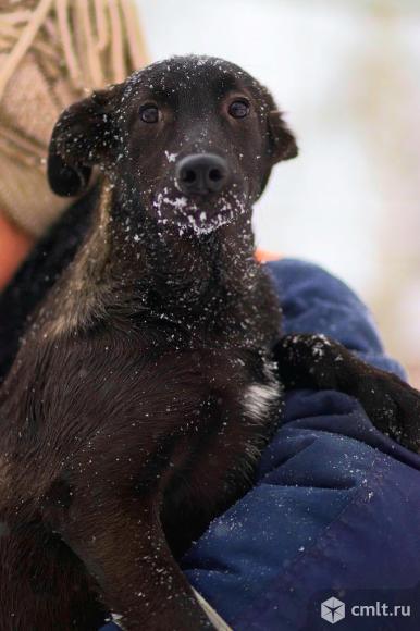 Щенок Мейсон ищет дом. Фото 5.