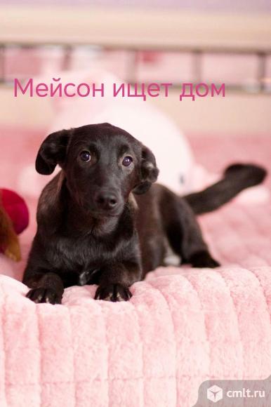 Щенок Мейсон ищет дом. Фото 1.