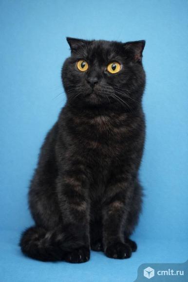 Домашняя кошка в добрые руки. Фото 1.