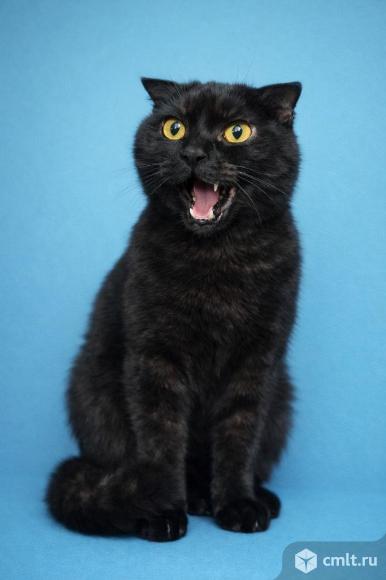 Домашняя кошка в добрые руки. Фото 4.