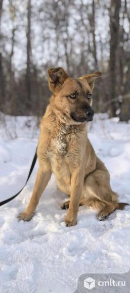 Собака в поисках дома. Фото 1.