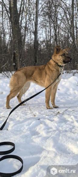 Собака в поисках дома. Фото 6.