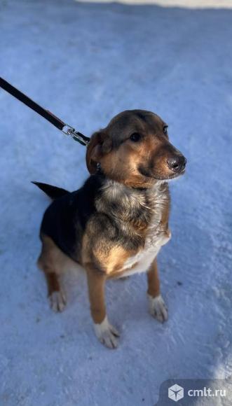 Собачка в хорошие руки. Фото 1.