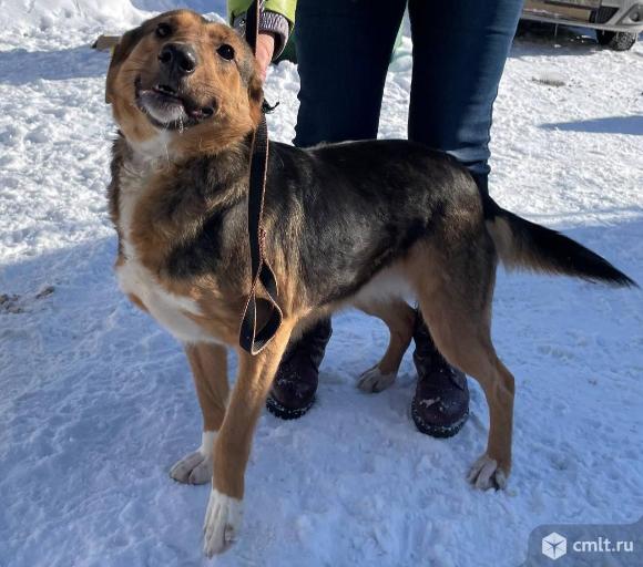 Собачка в хорошие руки. Фото 5.