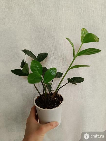 Ботаник Фест - Фестиваль комнатных цветов. Фото 13.