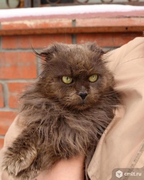 Котик в добрые руки. Фото 1.