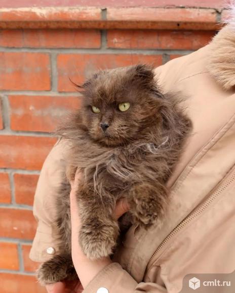 Котик в добрые руки. Фото 4.