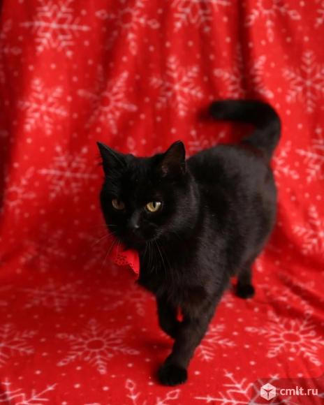 Кошки в добрые руки. Фото 1.