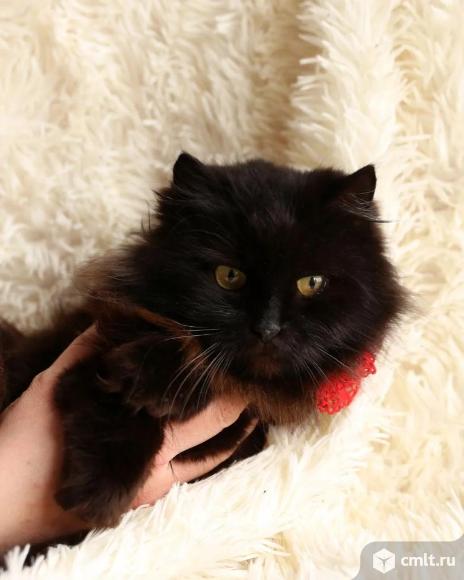 Кошки в добрые руки. Фото 12.