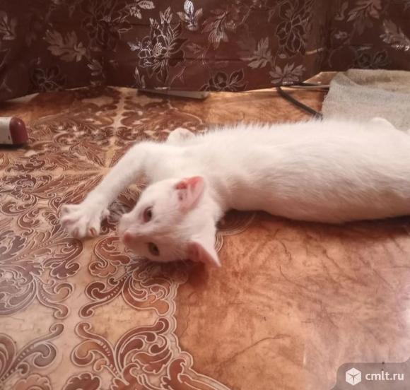 Котята в добрые руки. Фото 8.