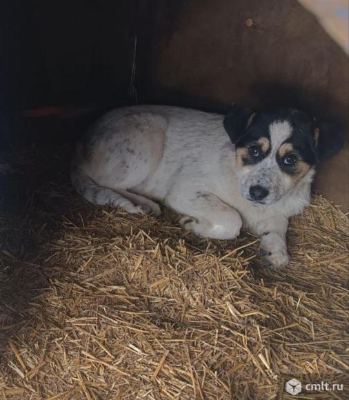 Щенок-девочка умная спокойная в дар. Фото 1.