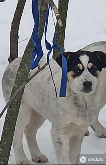 Щенок-девочка умная спокойная в дар. Фото 2.