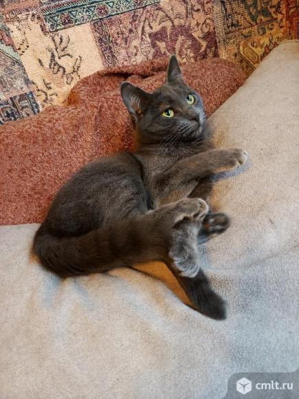 Кошка Плюша в добрые руки. Фото 6.