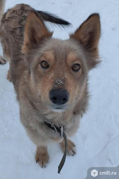 Собака Боня в добрые руки. Фото 1.