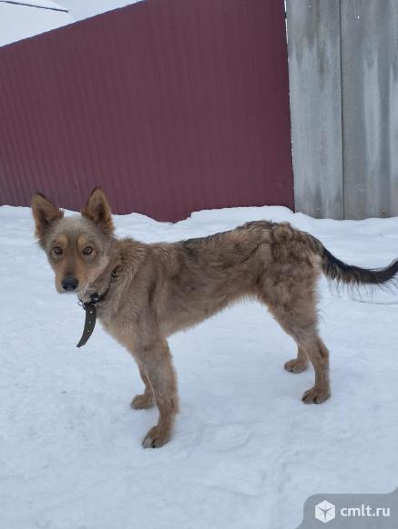 Собака Боня в добрые руки. Фото 4.