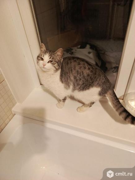 Домашняя кошка в добрые руки. Фото 1.