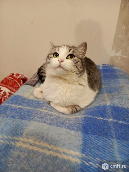 Домашняя кошка в добрые руки. Фото 2.