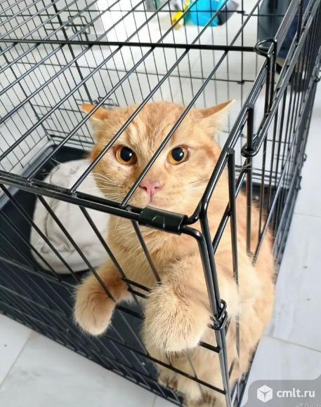 Рыжий котик ,по имени Апельсин. Фото 1.