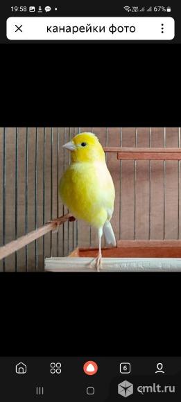 Кенар. Фото 1.