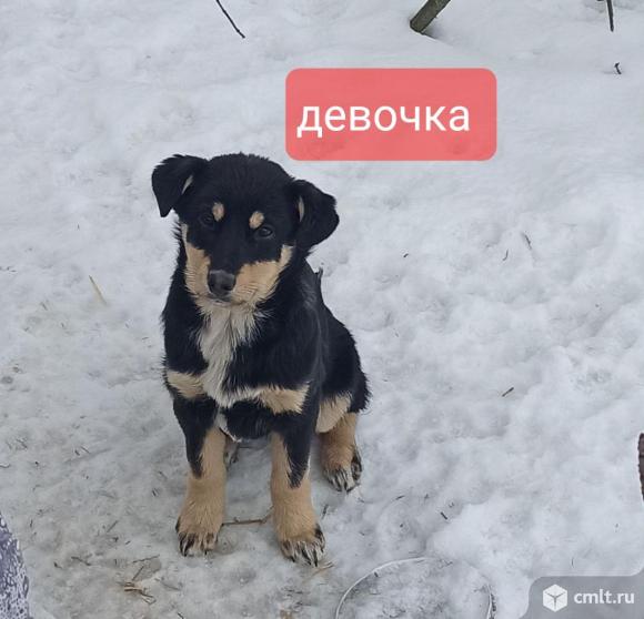 Щенки ищут дом. Фото 1.