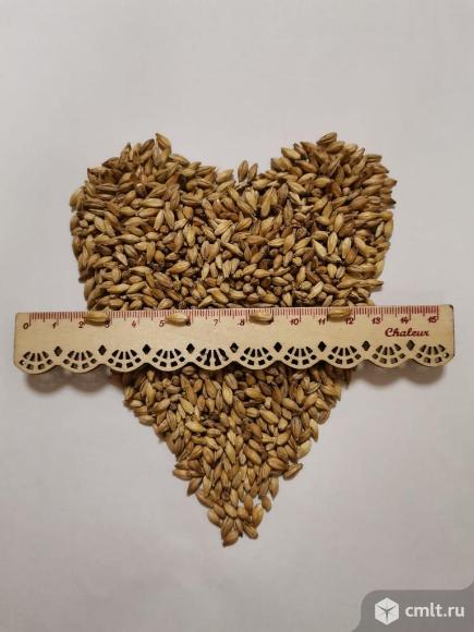 Солод ячменный пивоваренный. Фото 1.