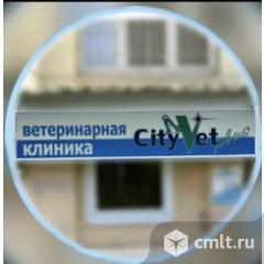 Ассистент ветеринарного врача. Фото 1.