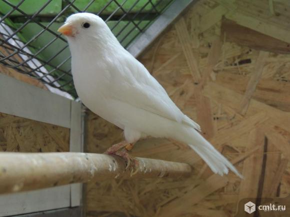 Канарейки. Фото 3.