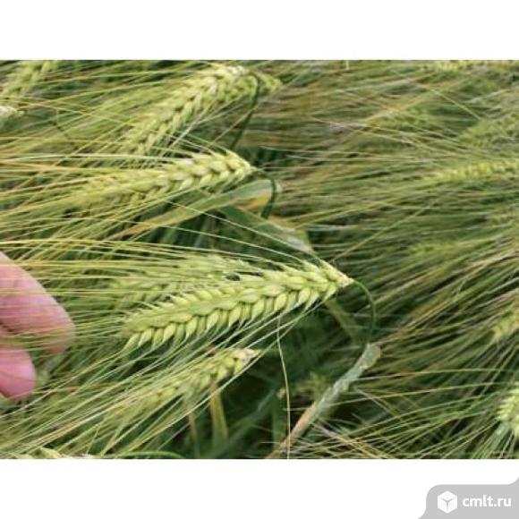 Семена ярового ячменя сорт Вакула РС1. Фото 1.