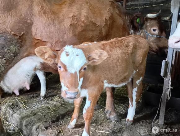 Телка, 1 мес., красно-пестрая. Фото 1.