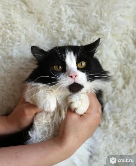 Котик милый по имени Бародышка. Фото 1.