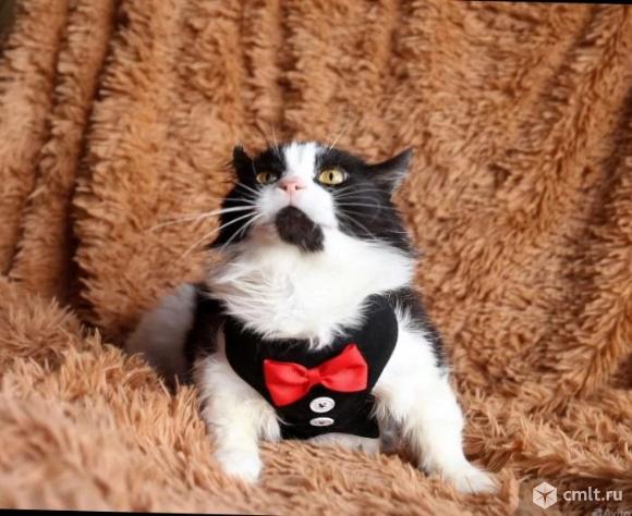 Котик милый по имени Бародышка. Фото 11.