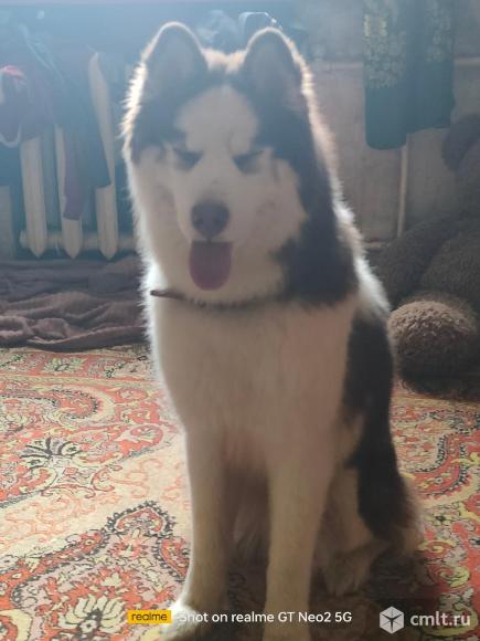 В хорошие руки. Фото 1.