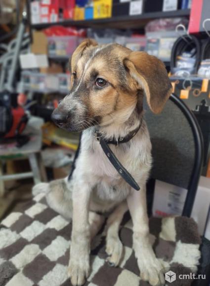 Собака для частного дома в хорошие руки. Фото 1.