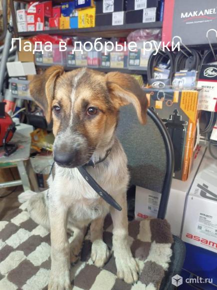 Собака для частного дома в хорошие руки. Фото 5.