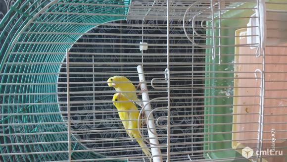 Птицы / канарейки. Фото 1.