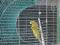 Птицы / канарейки. Фото 1.