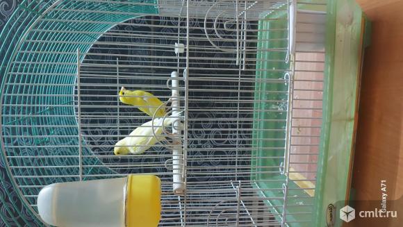 Птицы / канарейки. Фото 2.