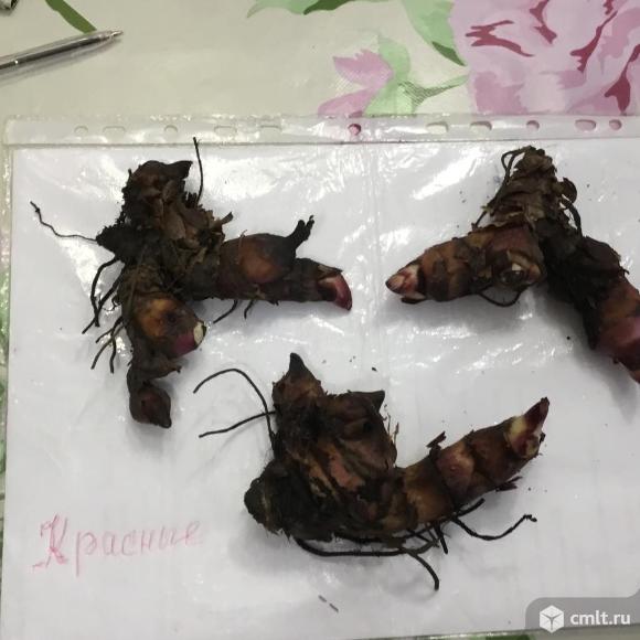 Канны Красные, декоративная тыква,гладиолусы.. Фото 10.